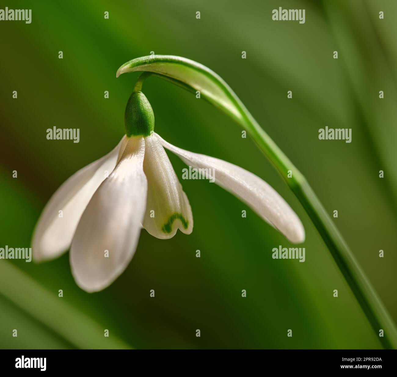 Gros plan de la fleur de neige blanche commune qui pousse sur fond vert de l'espace de copie dans un champ éloigné. Détail de galanthus nivalis fleurir, fleurir et fleurir dans un jardin de prairie ou d'arrière-cour Banque D'Images