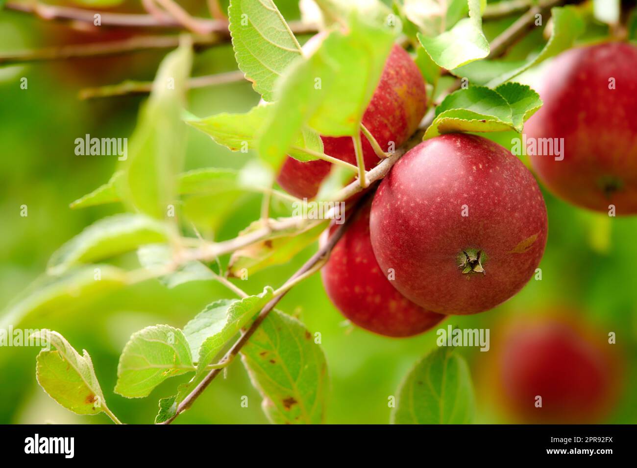 Gros plan de pommes rouges mûres qui poussent en tant qu'en-cas frais et sains ou fruits de régime pour la forme physique, le bien-être ou les soins du corps. Pommier sur ferme de verger durable dans la campagne avec des tiges ou des branches vertes luxuriantes Banque D'Images