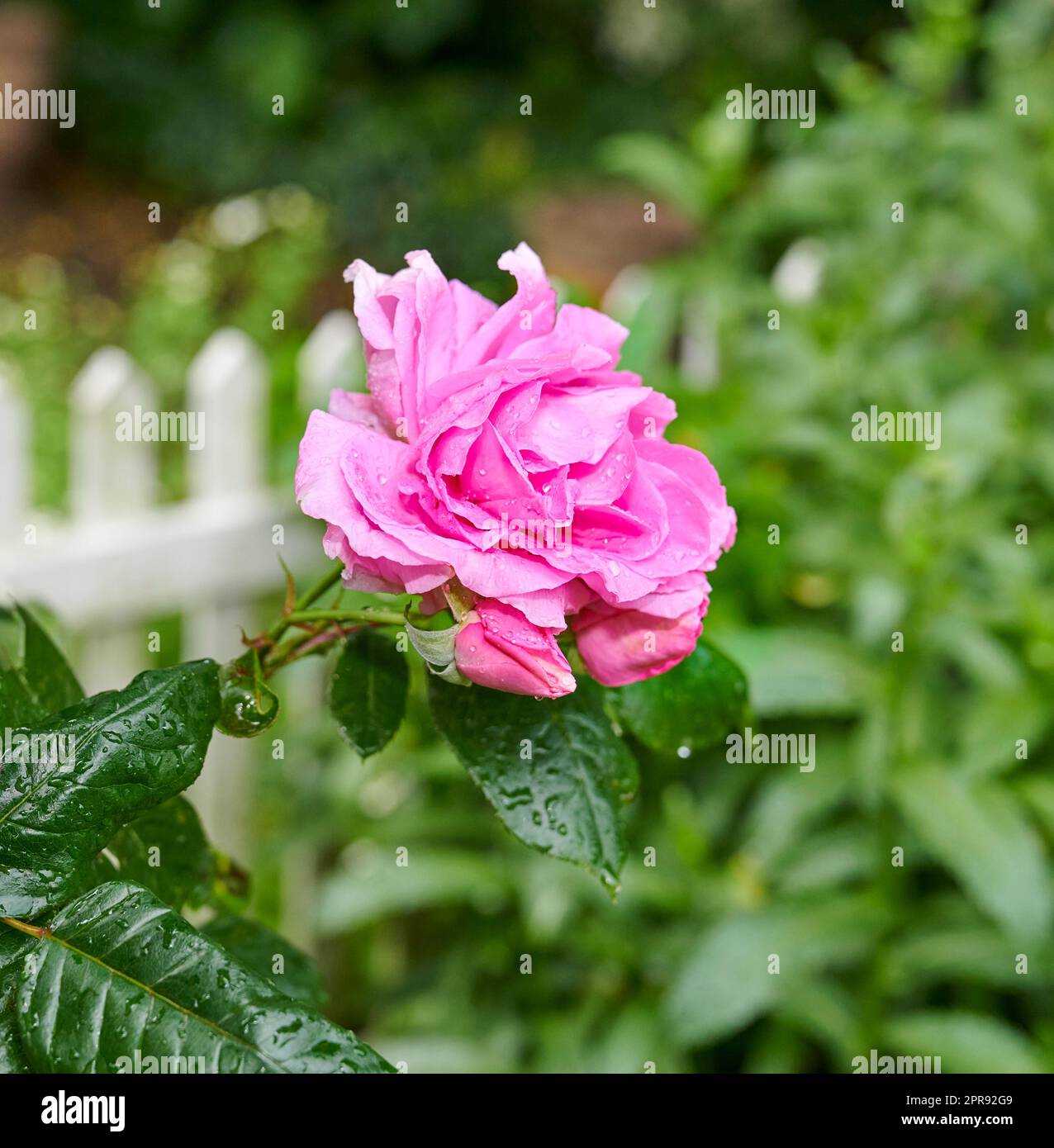 Un détail d'une rose dans le jardin. Fleur rose macro avec gouttes d'eau sur les feuilles vert foncé. Une seule fleur sur fond de verdure et une clôture de piquetage blanche Banque D'Images