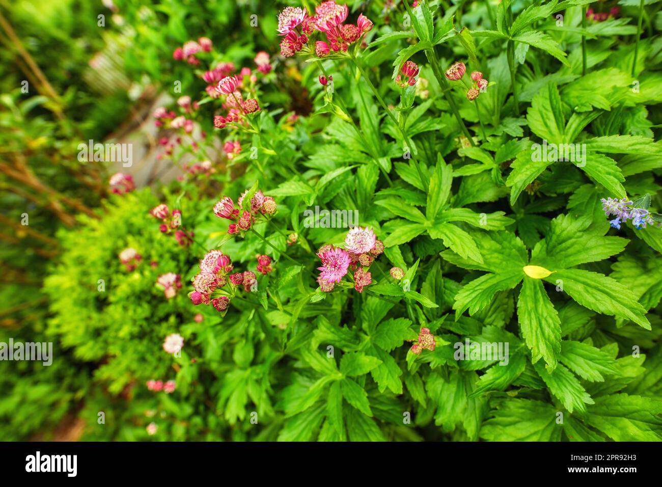 Le Bush vert aux fleurs colorées et lumineuses fleurit lors d'une belle journée de printemps. Plantes luxuriantes et vibrantes fleurir à l'extérieur dans un jardin ou dans la nature. Végétation magnifique dans une cour en été Banque D'Images