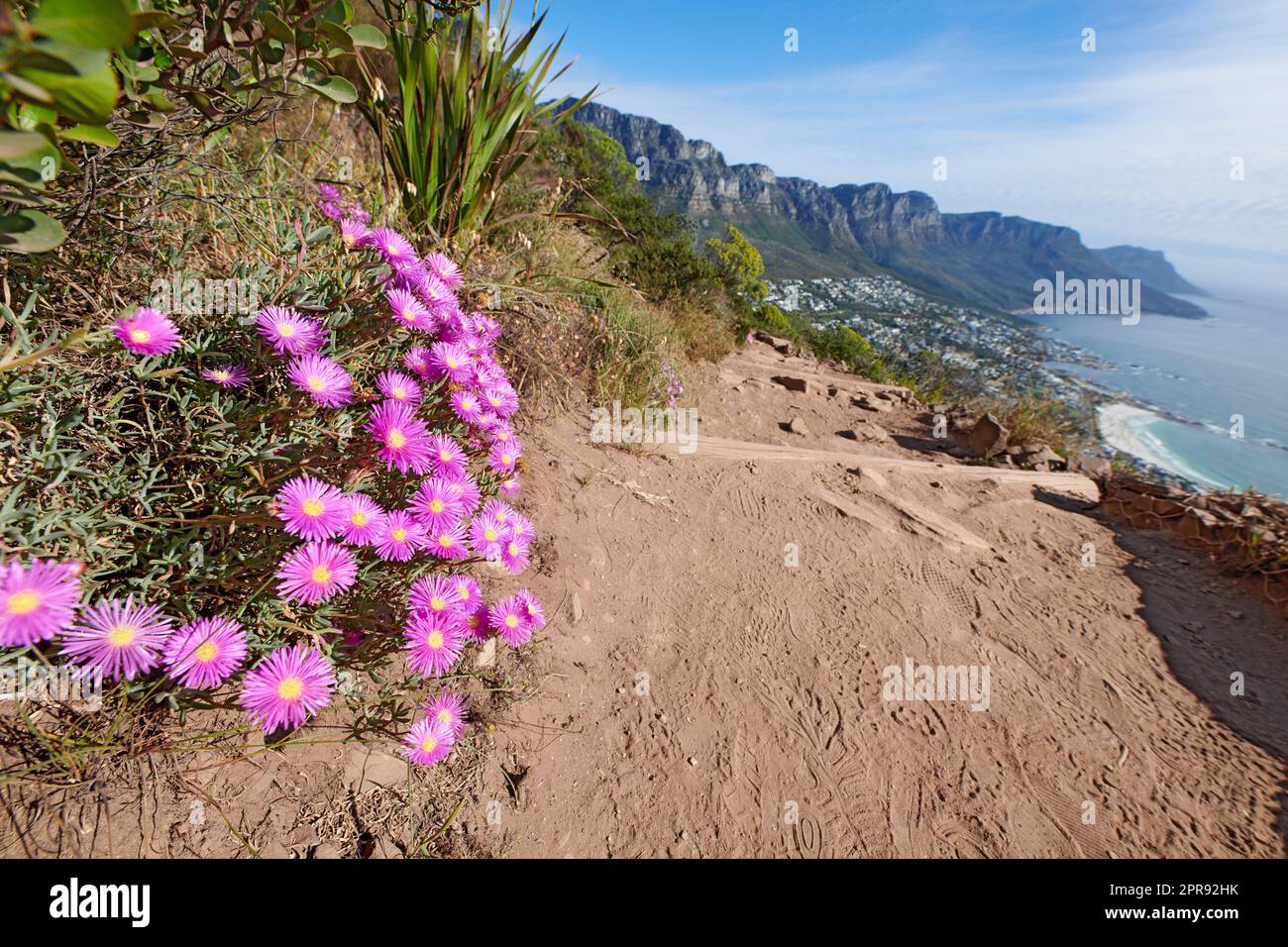 Paysage sauvage de fleurs de lampranthus spectabilis croissant sur une falaise au bord de la mer avec des sentiers de randonnée à explorer. Copier l'espace avec la côte pittoresque et la pente de montagne avec un fond ciel bleu ciel nuageux Banque D'Images