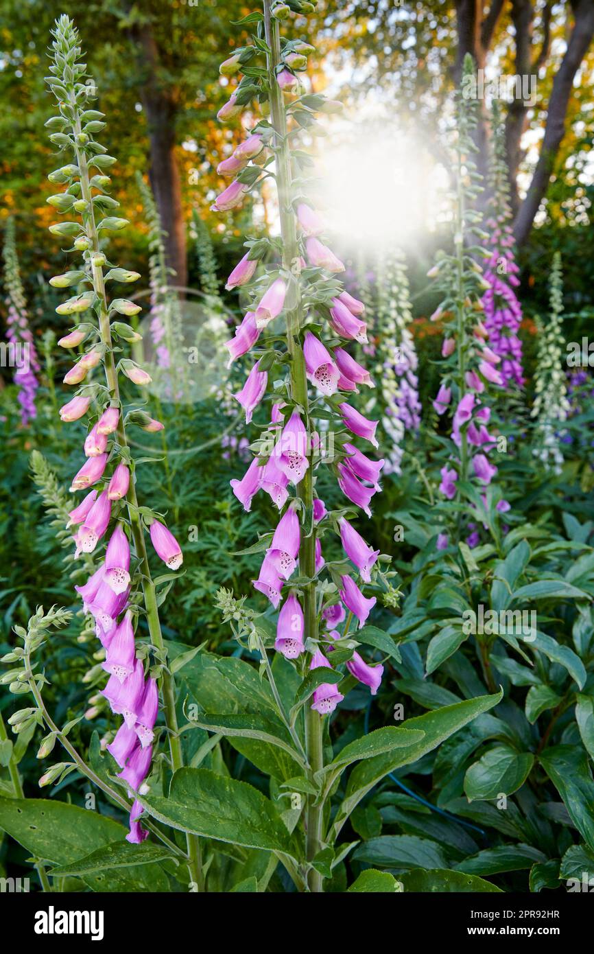 Fleurs violettes qui poussent dans un jardin d'arrière-cour en été. Les plantes à fleurs Foxgloves fleurissent dans la nature pour l'aménagement paysager et la décoration. Digitalis purpurea s'ouvrant dans un environnement naturel au printemps Banque D'Images