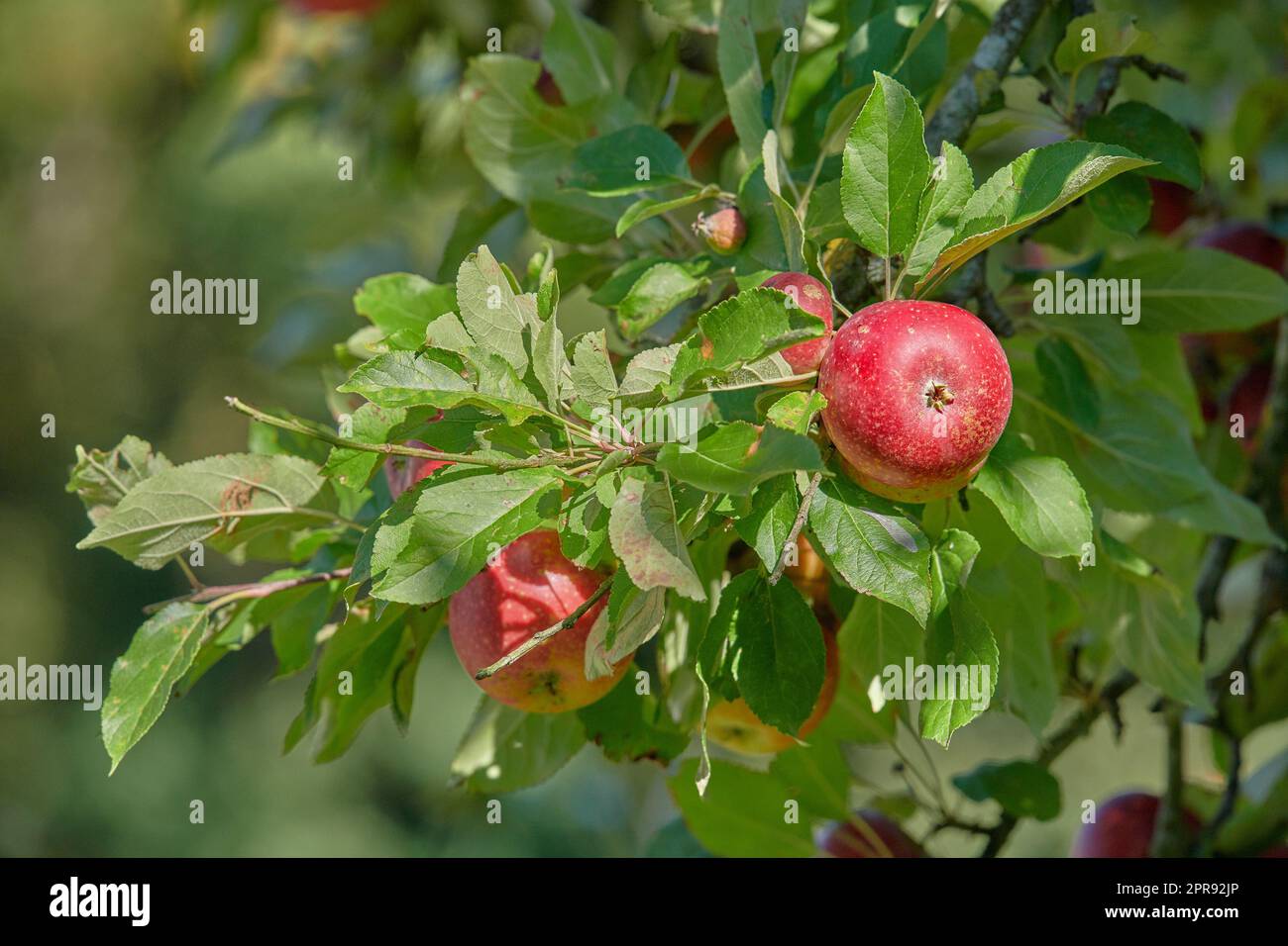 Agriculture durable sur une ferme biologique ou un verger. Zoomez sur les fruits mûrs qui poussent avec harmonie dans la nature, prêts à être cueillis. Gros plan de pommes rouges poussant sur un arbre dynamique avec espace de copie et bokeh Banque D'Images