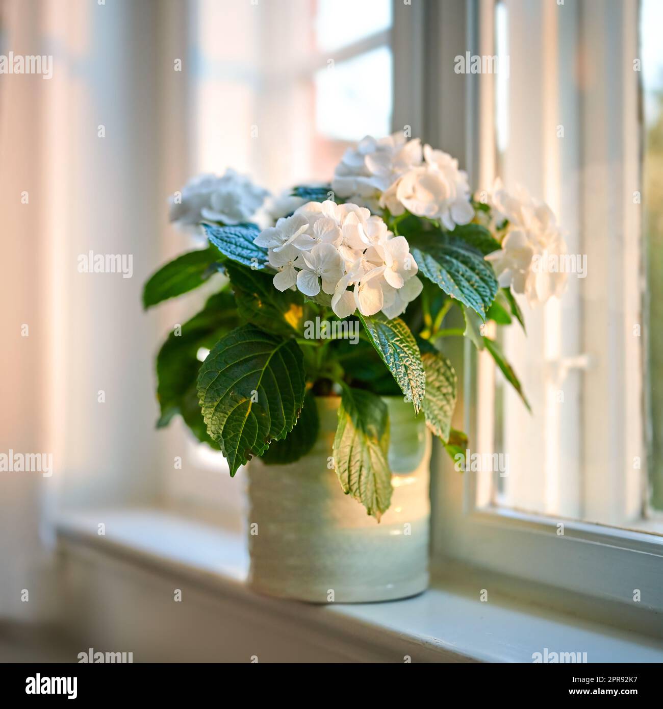 De belles hortensias blanches exposées dans un vase sur un vieux rebord de fenêtre à la maison. Jolies fleurs dans un pot d'une maison pour la décoration et la couleur dans une chambre. Flore vivace avec des feuilles exposées dans un vaisseau Banque D'Images