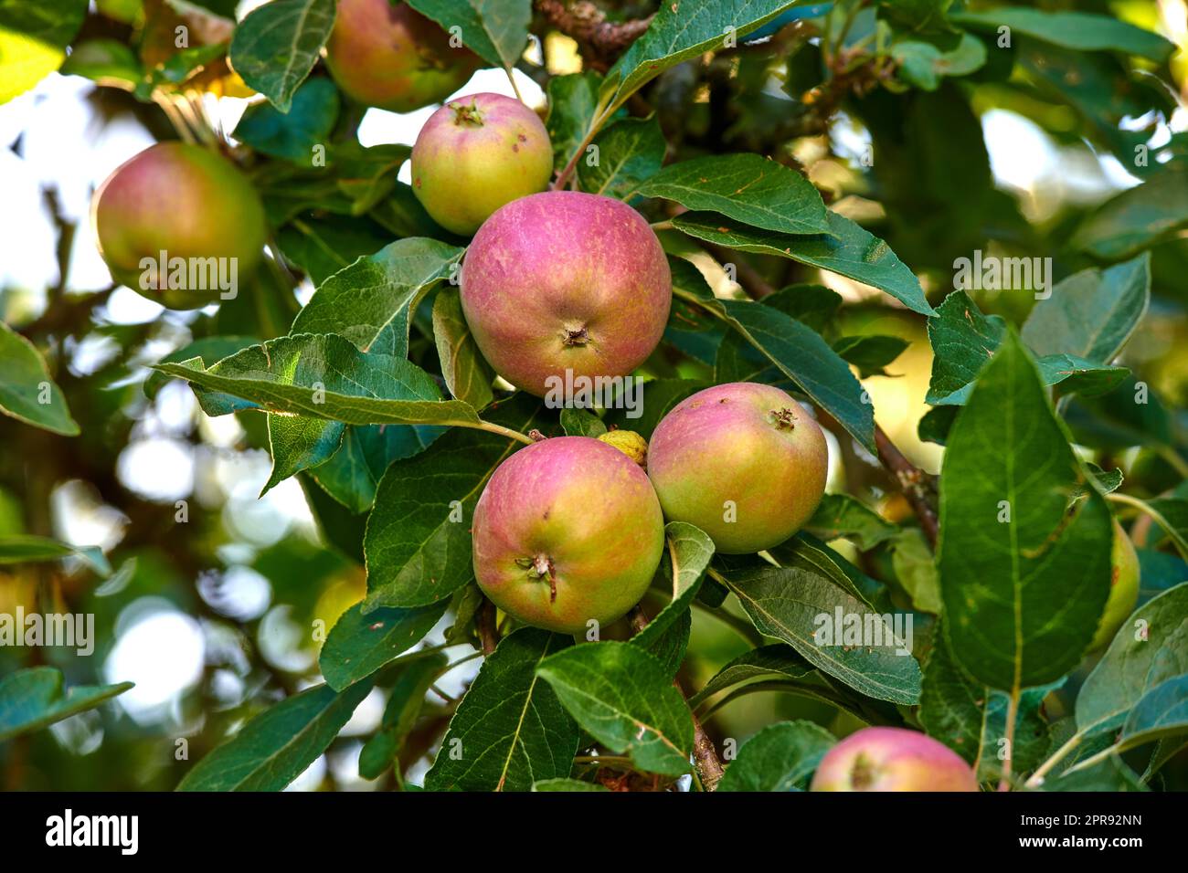 Gros plan de pommes rouges et vertes poussant sur un arbre dans une arrière-cour tranquille par une journée ensoleillée. Zoomez sur les fruits mûrs prêts à être cueillis dans une ferme de vergers. Macro détails de l'agriculture biologique durable Banque D'Images