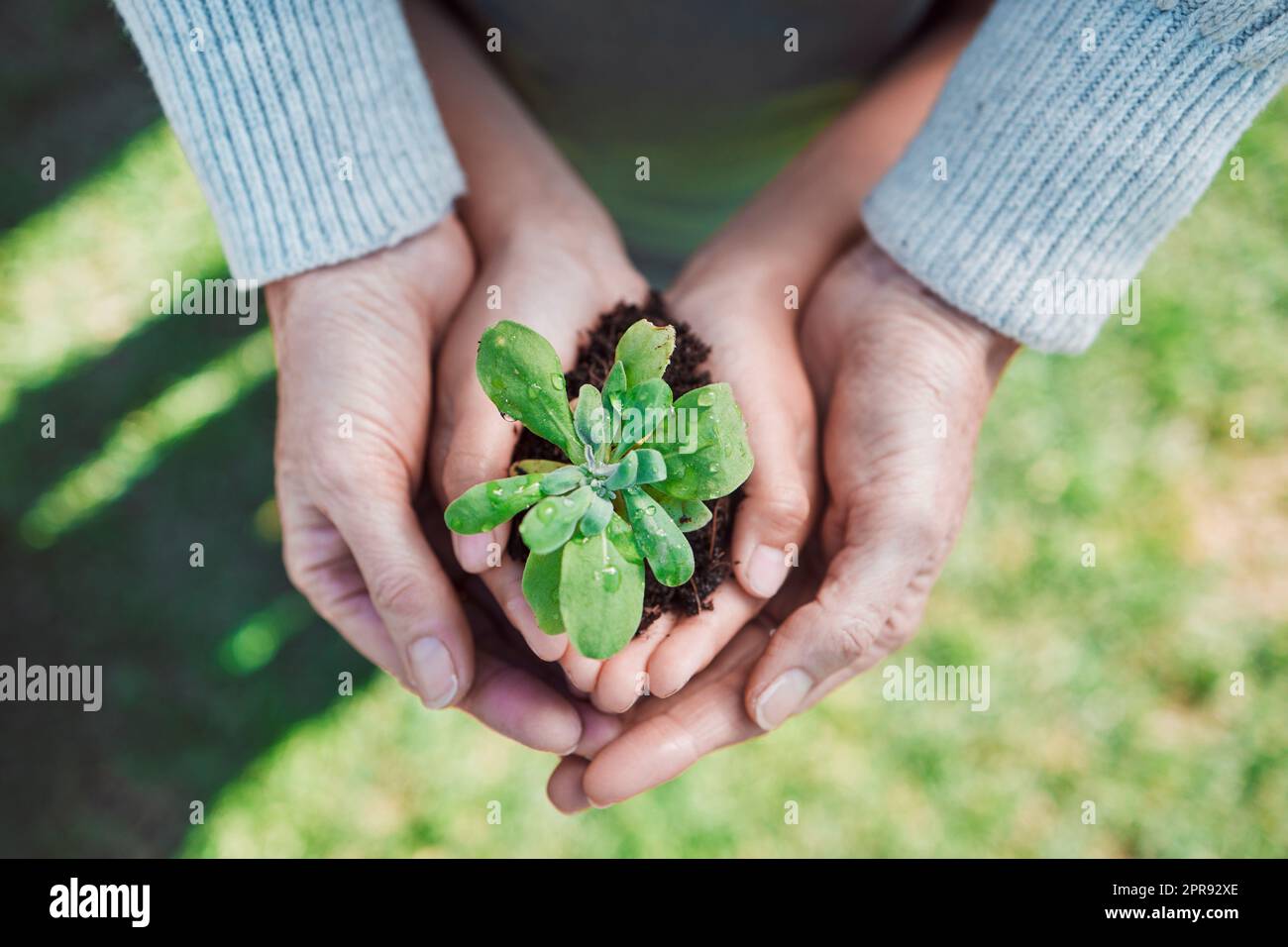 Un petit garçon méconnaissable et sa grand-mère tenant des plantes qui sortent du sol peuvent être enseignés sans condition. Banque D'Images