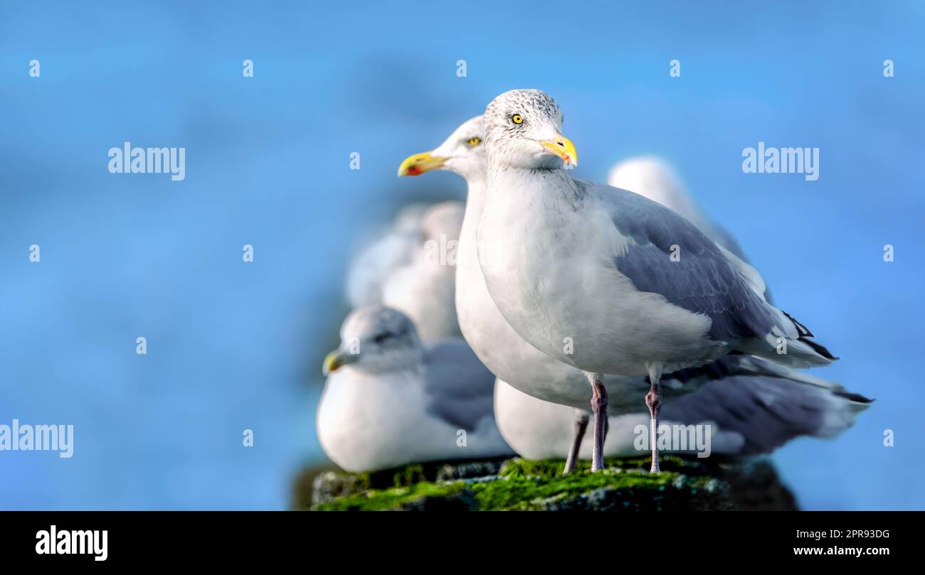 Plusieurs seagulls sur des poteaux en bois à la mer, on regarde dans la caméra, gros plan Banque D'Images