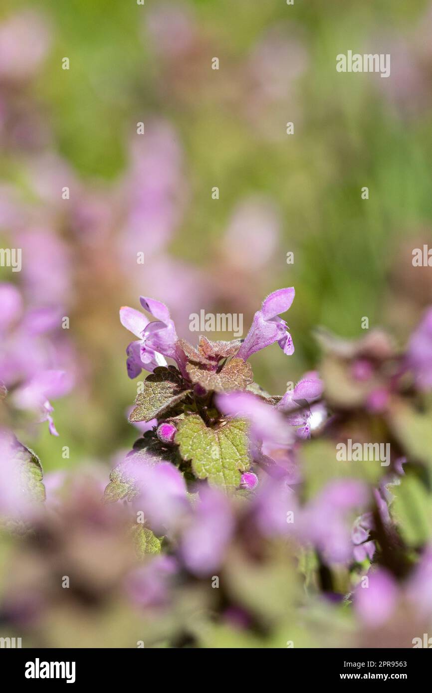Fleurs violettes de Lamium purpueum en été, champ de fleurs avec arrière-plan flou en avant Banque D'Images