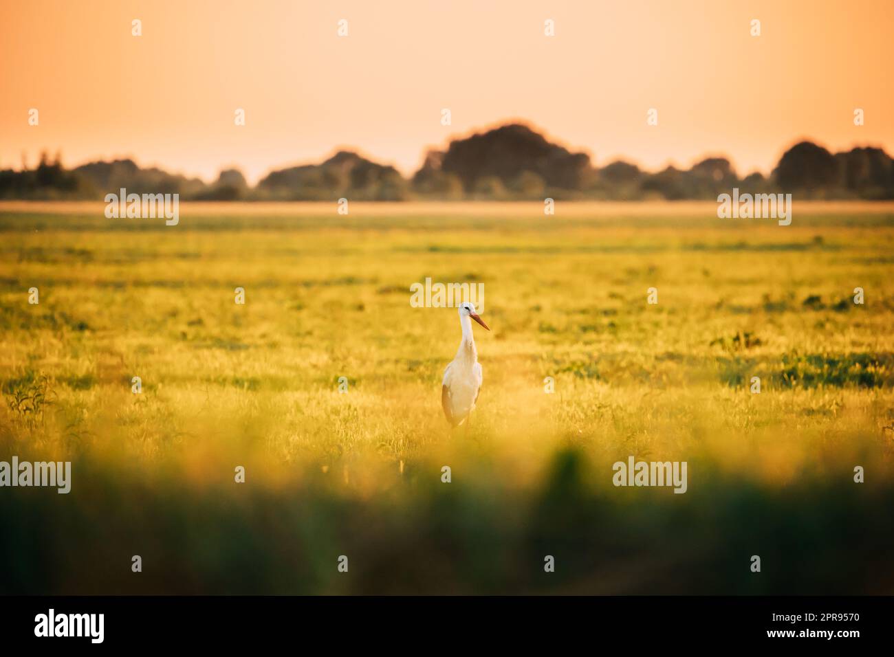 Adulte European White Stork Ciconia Ciconia dans Summer Meadow éclairé par la lumière du soleil couchant. Wild Bird dans Sunny Evening en Biélorussie Banque D'Images