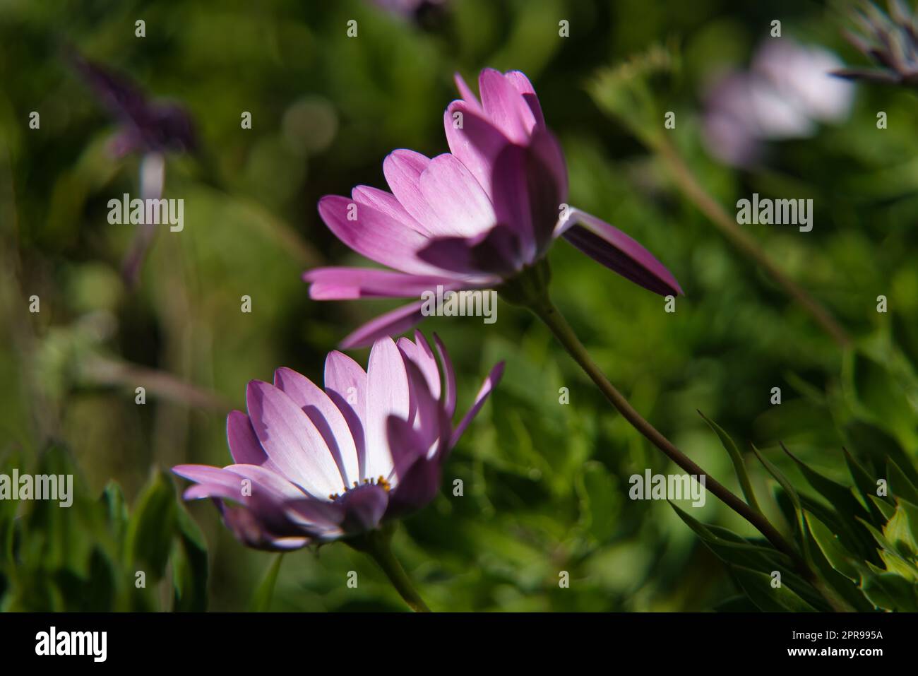 Marguerites violettes avec espace de copie pour le texte. Cape Daisy. Bleu et blanc. Banque D'Images