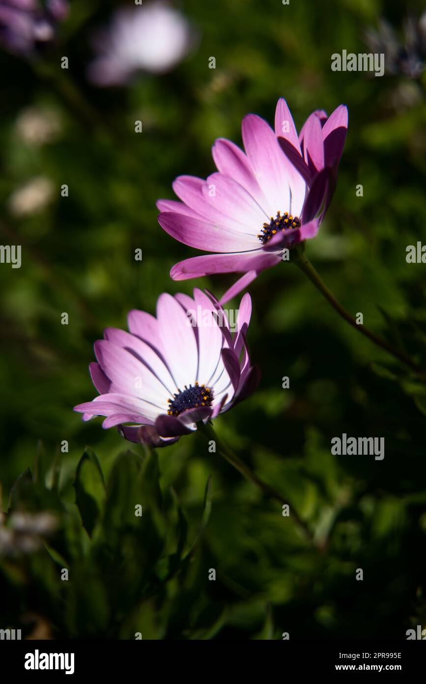 Marguerites violettes avec espace de copie pour le texte. Cape Daisy. Bleu et blanc. Banque D'Images