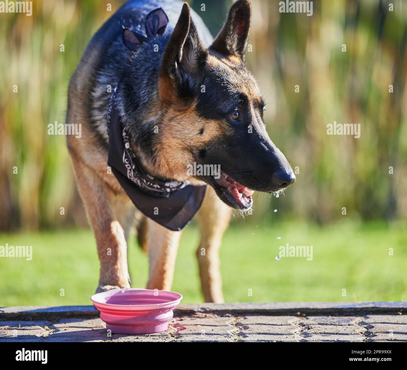 Une journée de jeu est un travail assoiffé. Un adorable berger allemand qui boit de l'eau dans un jardin. Banque D'Images