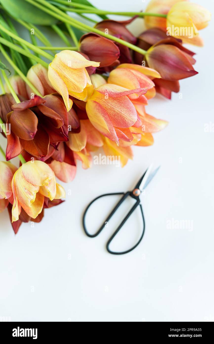 Un bouquet de tulipes rouges-jaunes fraîches dans un vase vert sur la table avec des ciseaux. Place pour une inscription. Banque D'Images