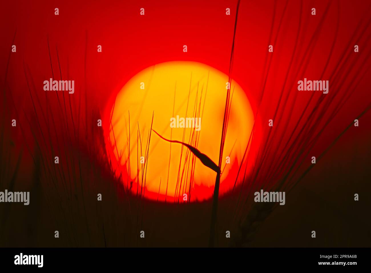 Soleil d'été Shining à travers les jeunes pousses de blé. Coucher de soleil lever du soleil. Gros plan Banque D'Images