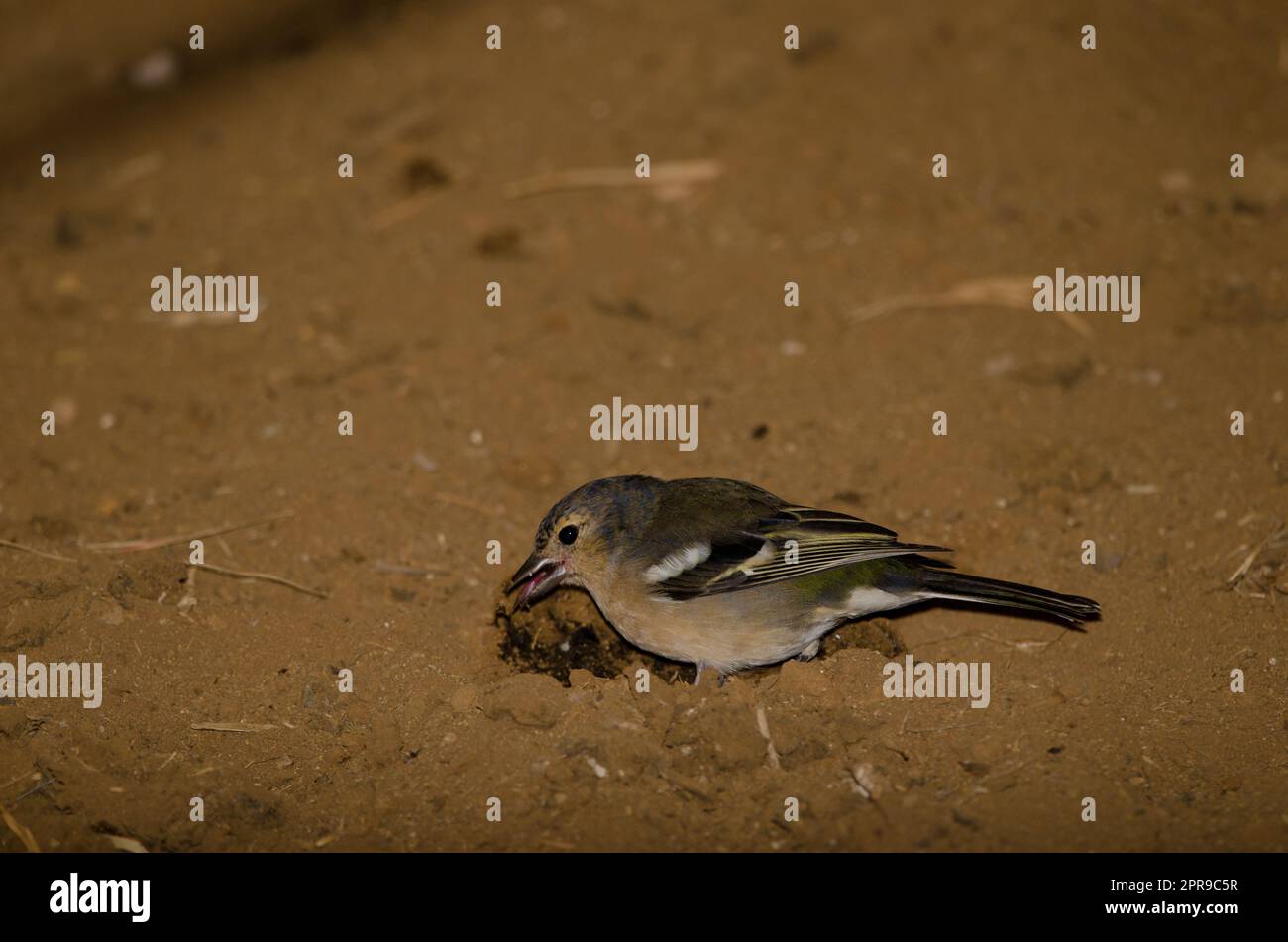 Gran Canaria chaffinch manger sur le terrain. Banque D'Images