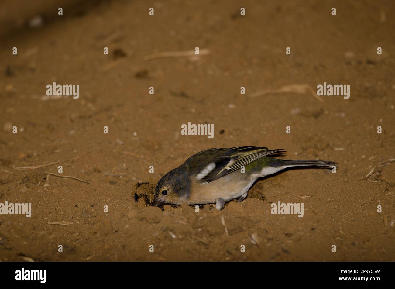 Gran Canaria chaffinch manger sur le terrain. Banque D'Images
