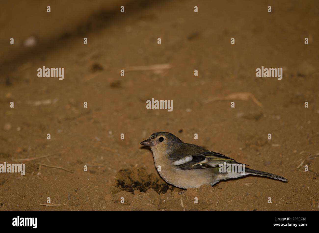 Gran Canaria chaffinch manger sur le terrain. Banque D'Images