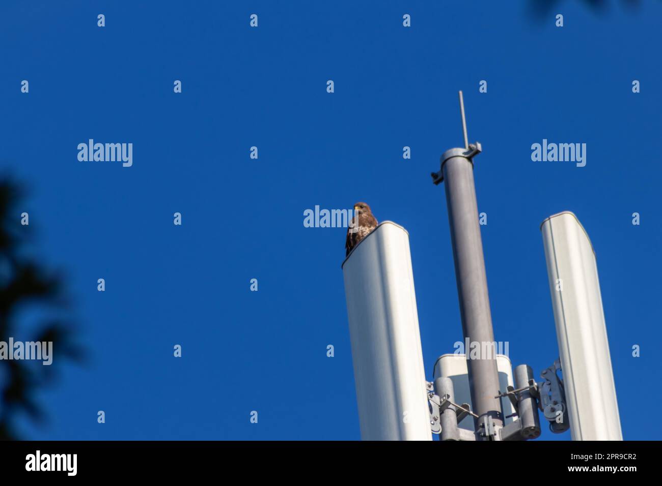 Falcon attentif assis sur la tour de communication ou la tour d'antenne pour Internet haute fréquence avec 4G et 5g regardant à l'extérieur pour les proies avec ciel bleu clair arrière-plan de chasse paysage urbain pour les rapaces volants Banque D'Images