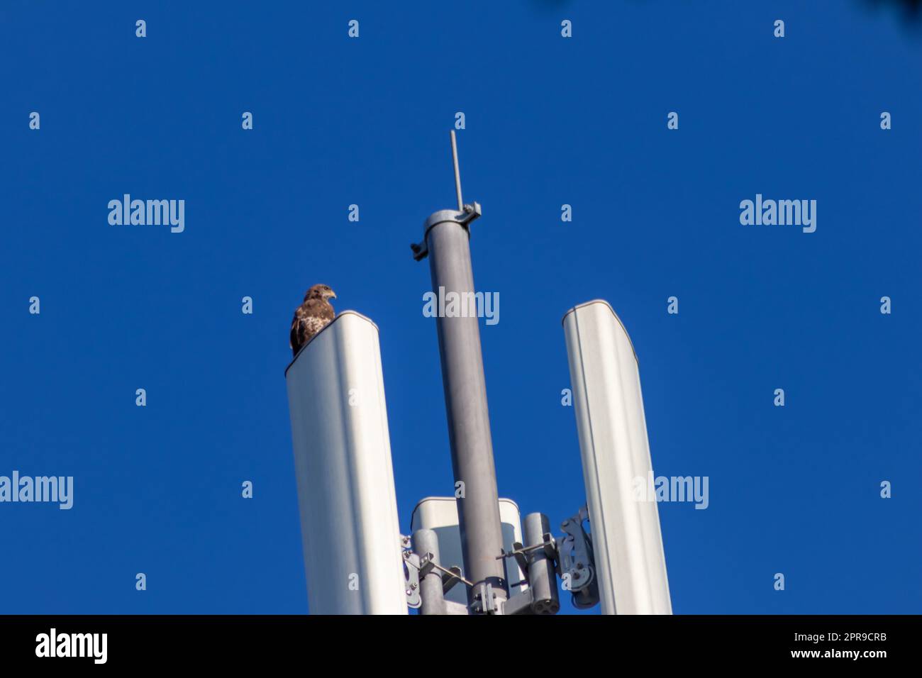 Falcon attentif assis sur la tour de communication ou la tour d'antenne pour Internet haute fréquence avec 4G et 5g regardant à l'extérieur pour les proies avec ciel bleu clair arrière-plan de chasse paysage urbain pour les rapaces volants Banque D'Images