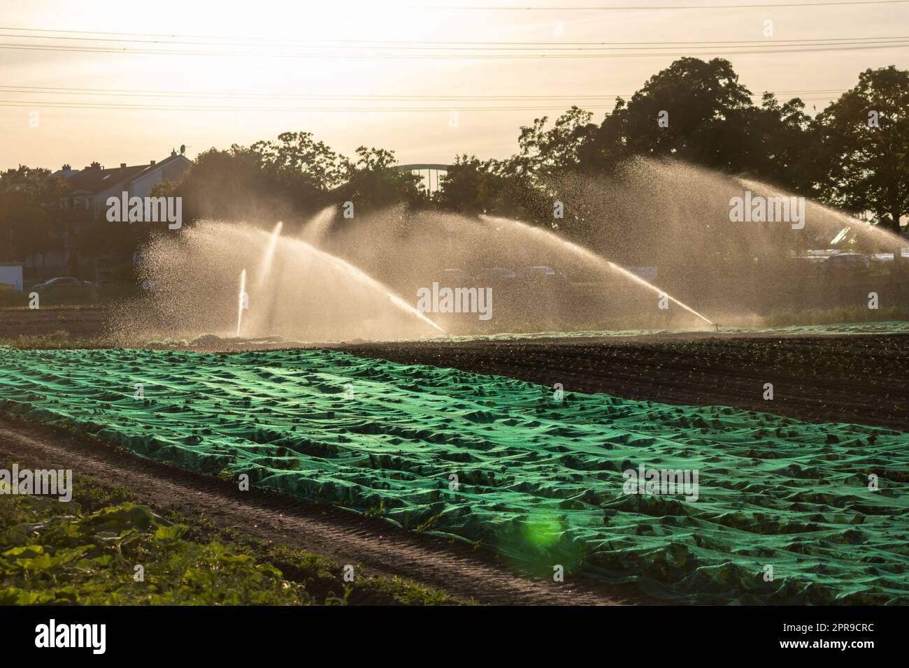 Un système d'irrigation agricole est nécessaire en raison de l'été chaud et de la sécheresse causée par le changement climatique menace l'agriculture et l'industrie agricole avec un temps sec et aucune pluviométrie ne gonfle la récolte des prix des cultures Banque D'Images