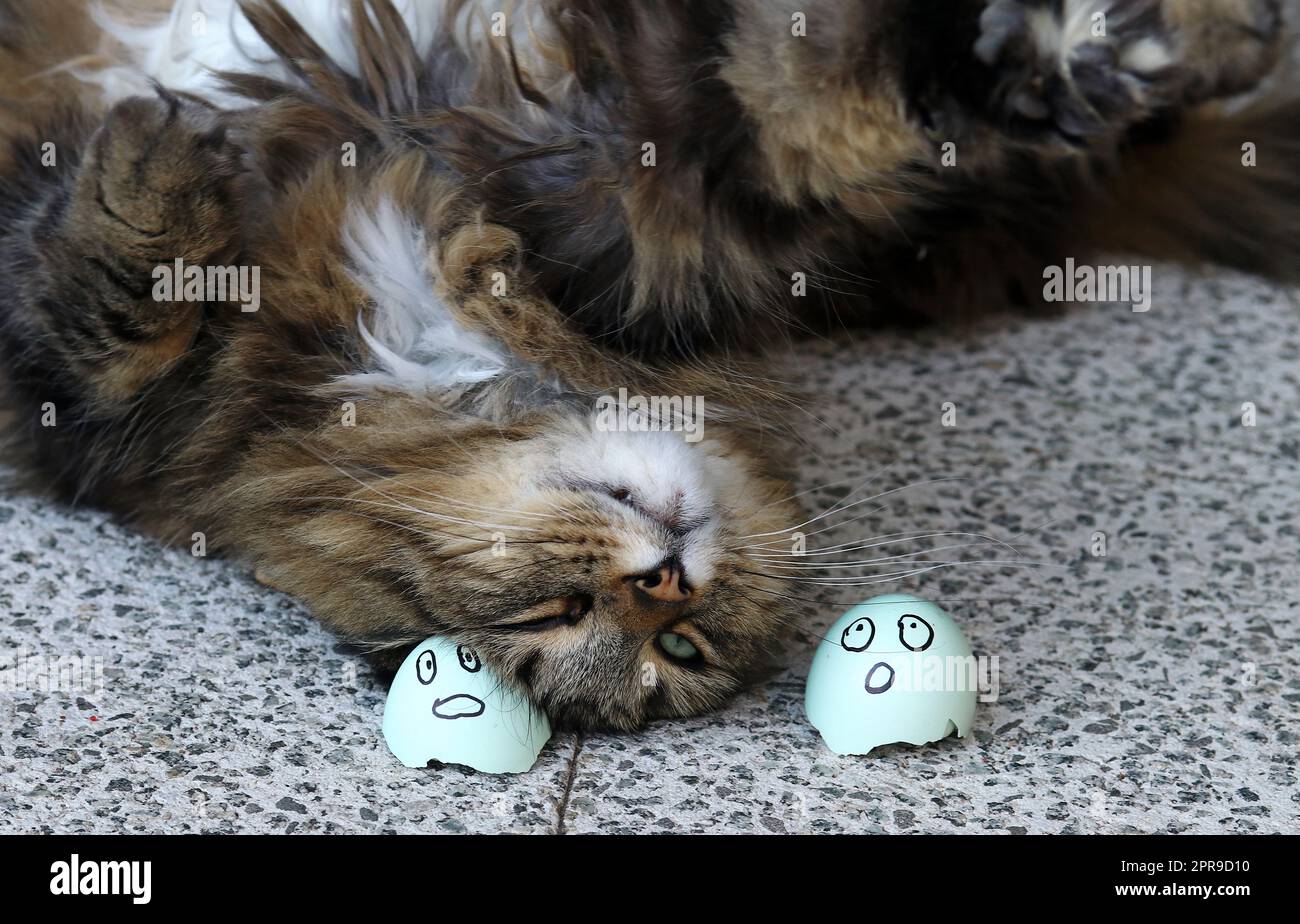 Photo de chat drôle avec chat de la forêt norvégienne et deux oeufs Banque D'Images