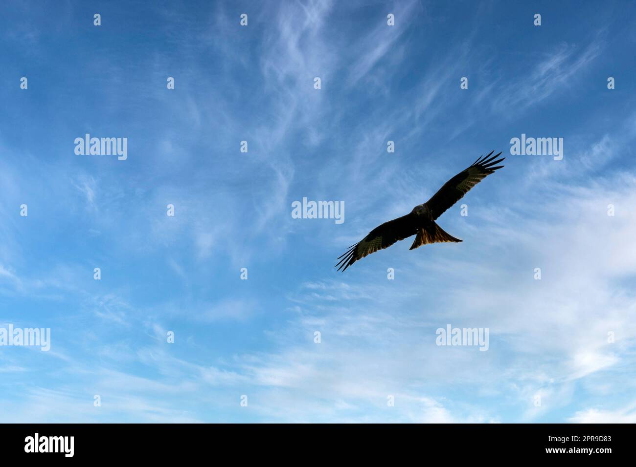 Cerf-volant rouge (Milvus milvus) sur le ciel britannique Banque D'Images