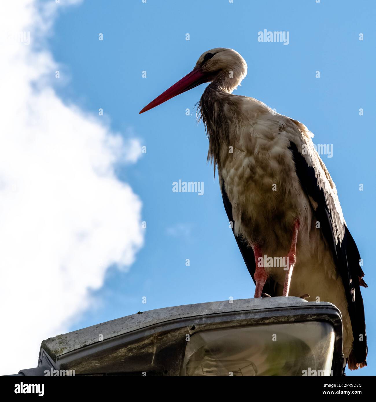 Ciconie blanche (Ciconia ciconia) sur le feu de rue - Choczewo, Pomerania, Pologne Banque D'Images