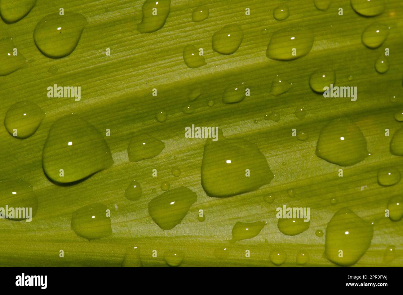Feuille recouverte de gouttes d'eau. Banque D'Images