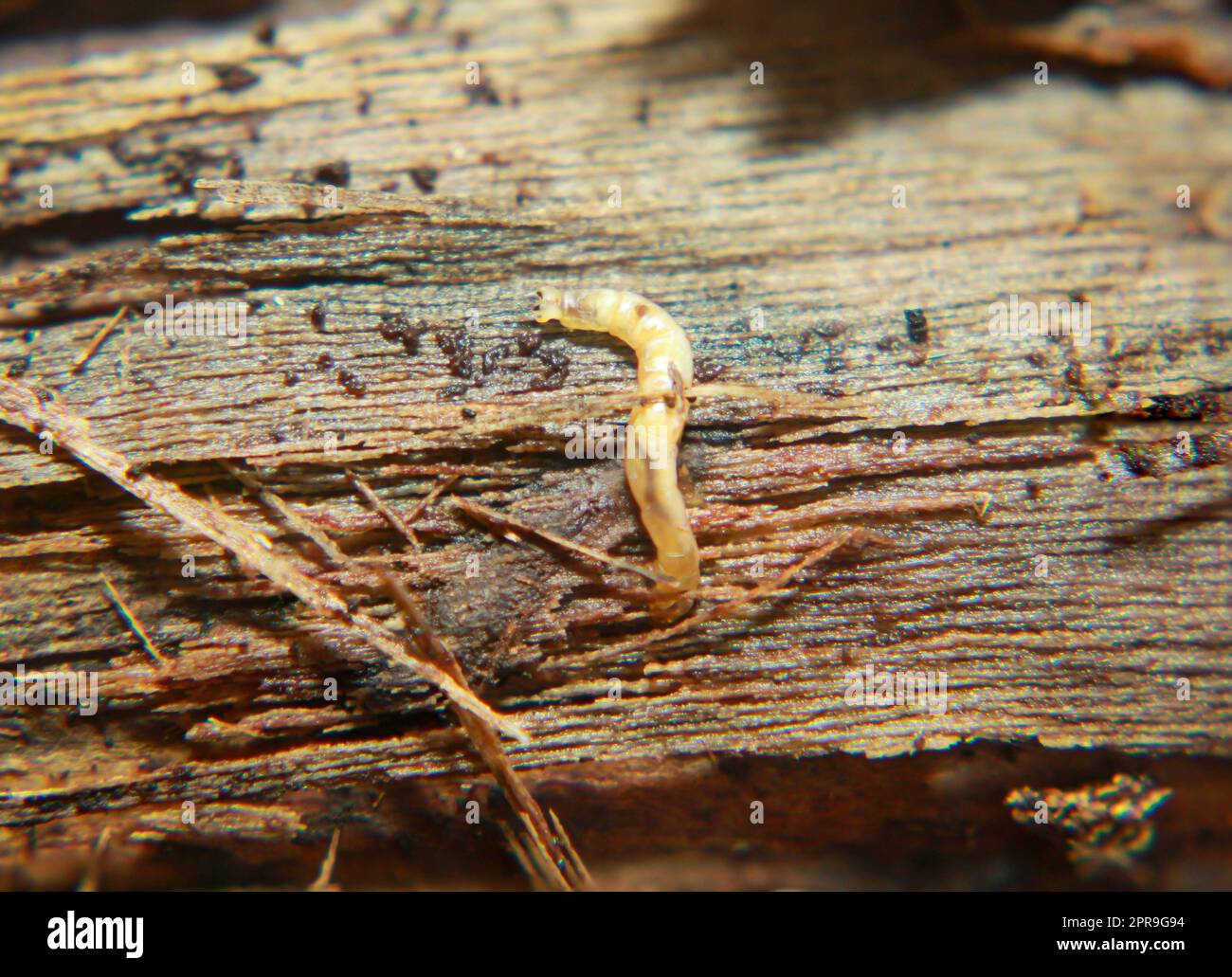 La larve d'un insecte, un ver, la leech sur un morceau de bois. Banque D'Images