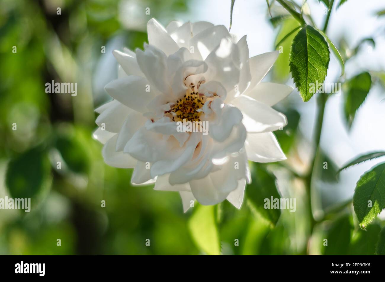 Roses en fleur, arrière-plan d'été Banque D'Images