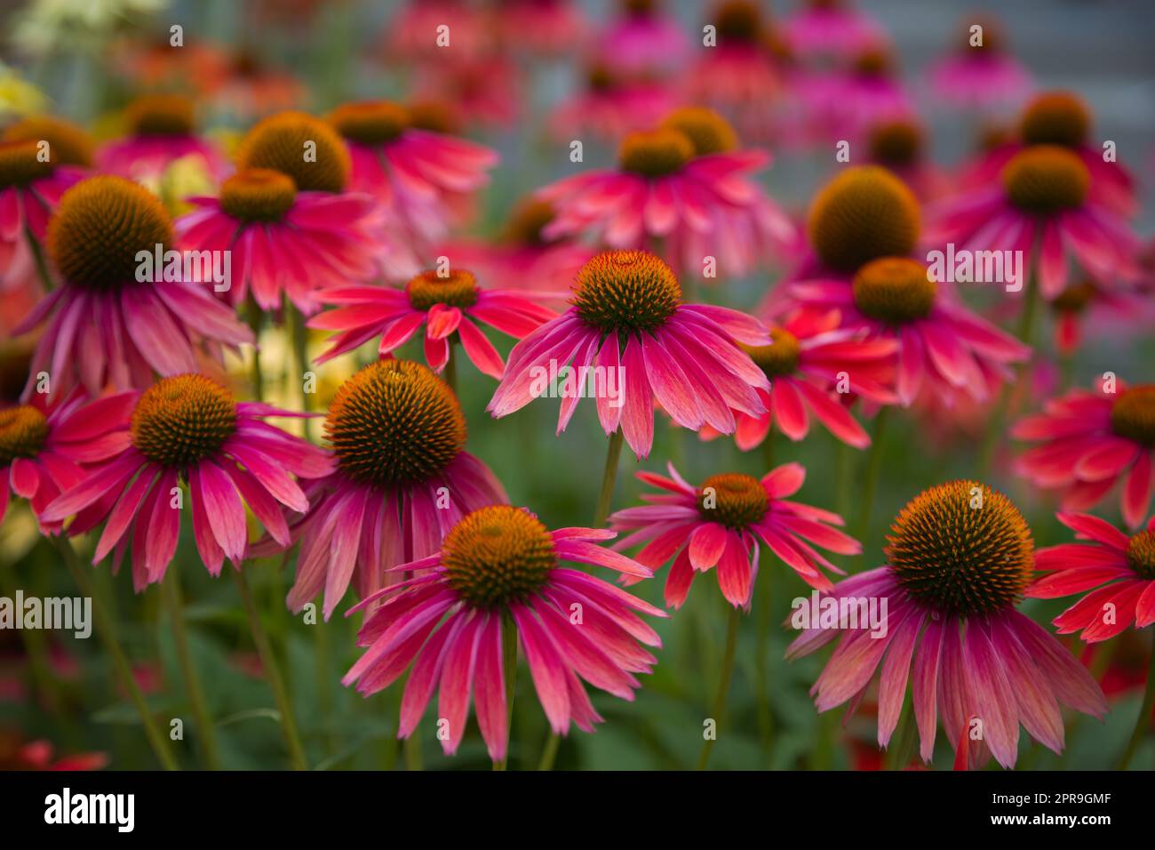 rose échinacea coneflower fleur jardin fleuri botan rouge Banque D'Images