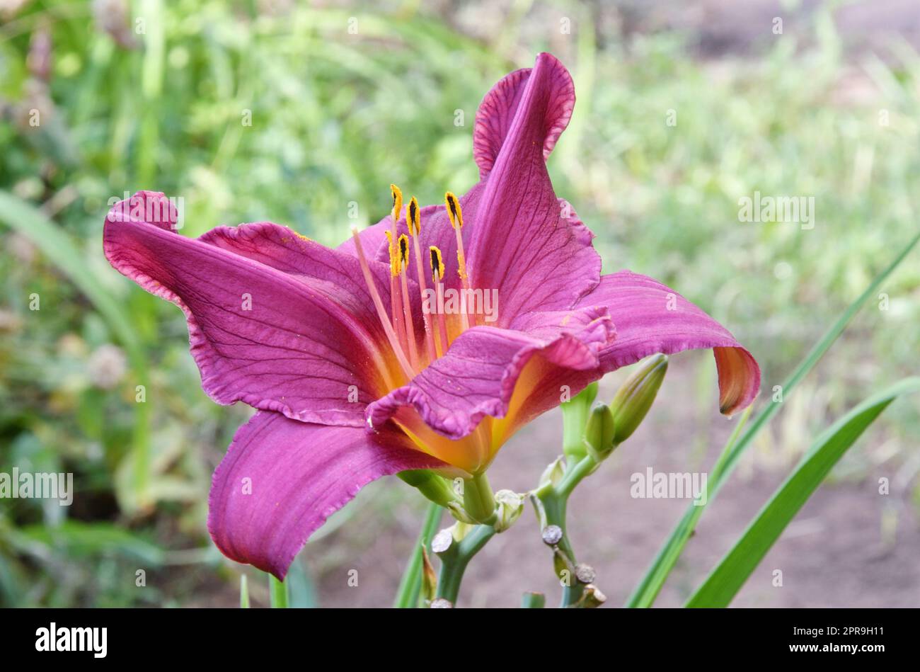 La fleur de Daylyly ou de Krasodnev (latin. Hemerocallis) est pourpre Banque D'Images