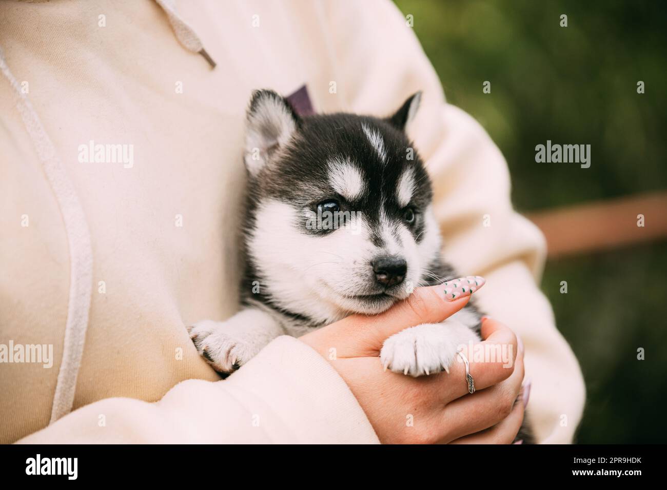 Husky Puppy de quatre semaines de couleur blanc-gris-noir assis entre les mains de Propriétaire Banque D'Images