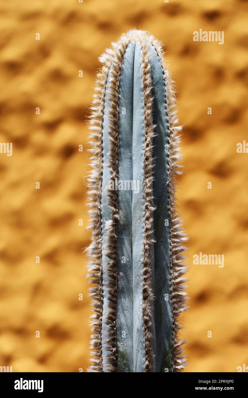 cactus pilosocereus pachycladus Banque D'Images