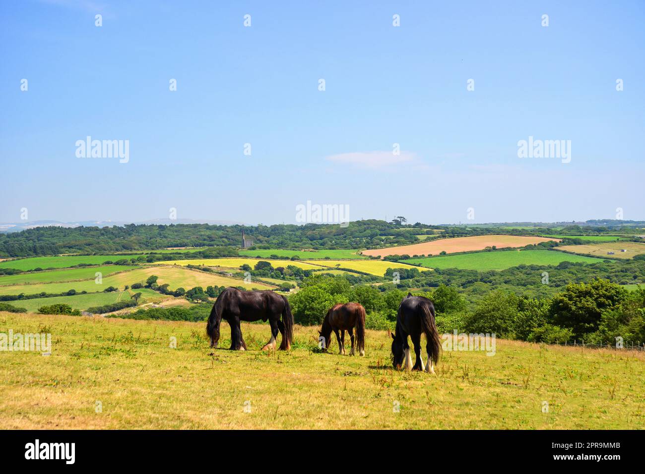 Chevaux paissant dans le champ à Healey's Cornish Cyder Farm, Penhallow, Truro, Cornwall, Angleterre, Royaume-Uni , Banque D'Images