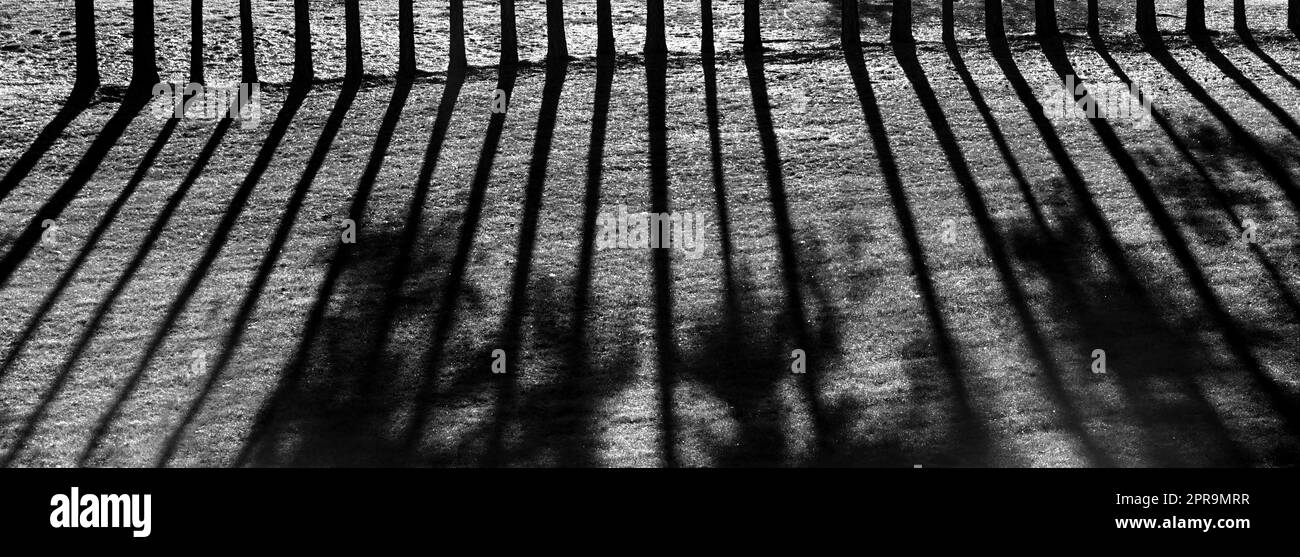 L'image d'arrière-plan en noir et blanc montre de grandes ombres projetées par une rangée d'arbres. Le témoin s'allume entre chaque coffre. Banque D'Images