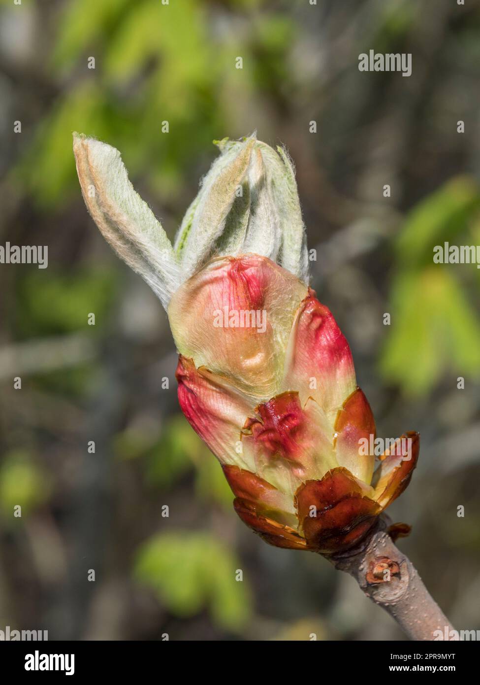 Boutons de châtaignier (Aesculus hippocastanum) au printemps (avril), Old Deer Park, (Richmond Park), Londres, Royaume-Uni. Banque D'Images