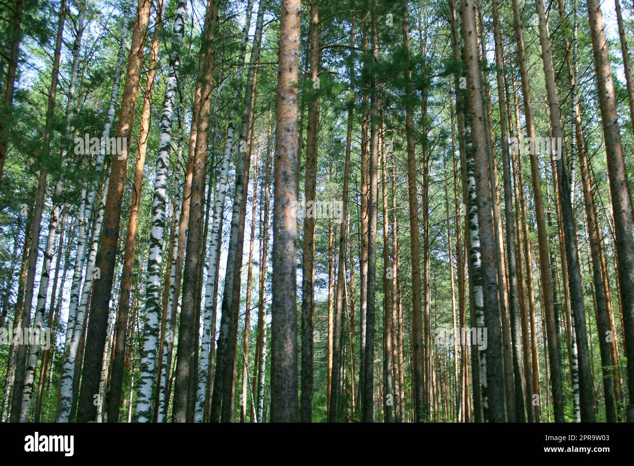 Arbres dans la forêt par une journée ensoleillée. Premier plan flou. Arrière-plan naturel Banque D'Images