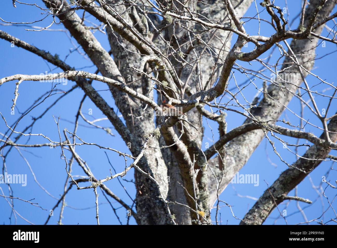 Cardinal féminin dans un arbre Banque D'Images