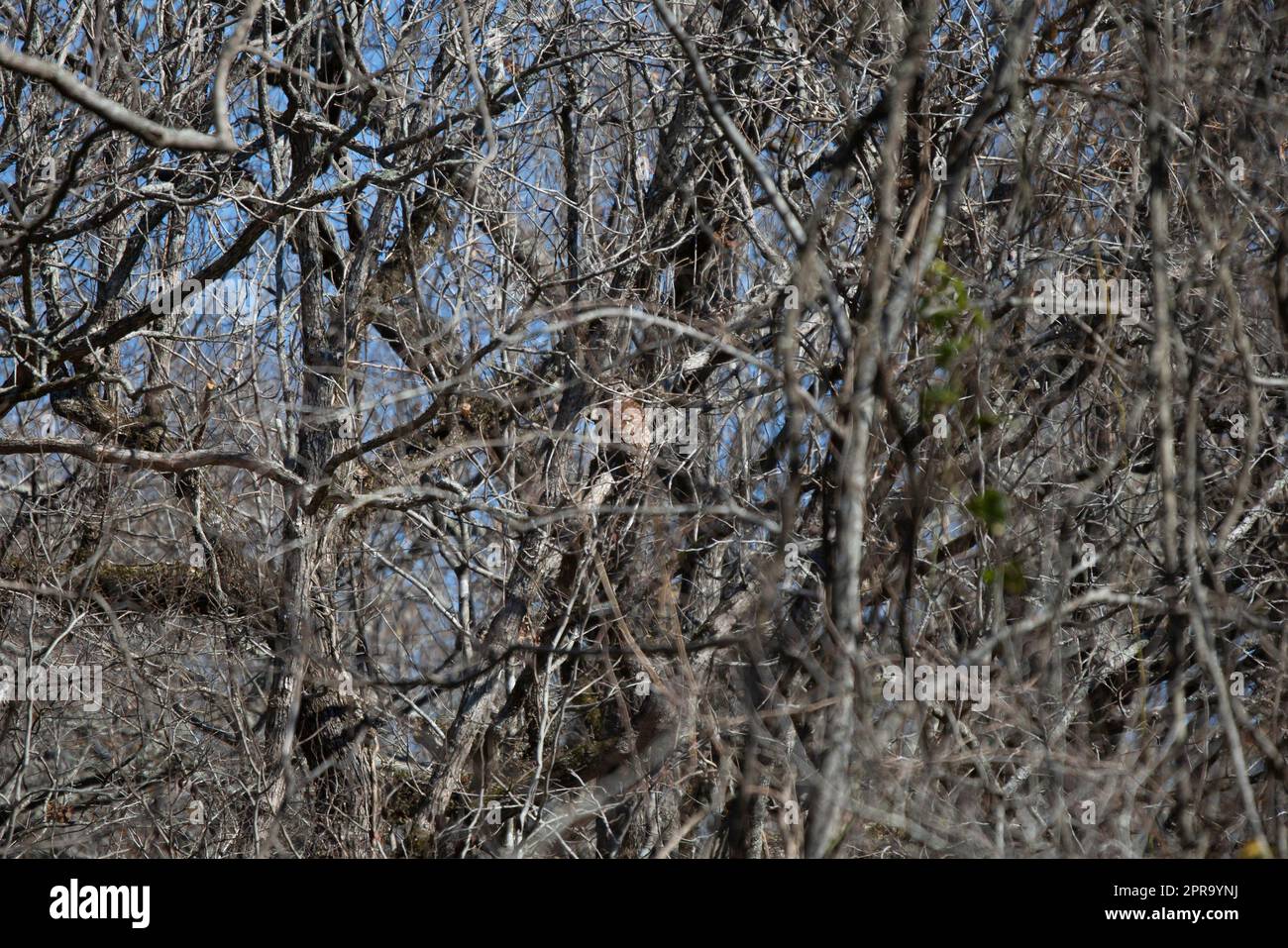 Curieux hibou barré dans un arbre Banque D'Images