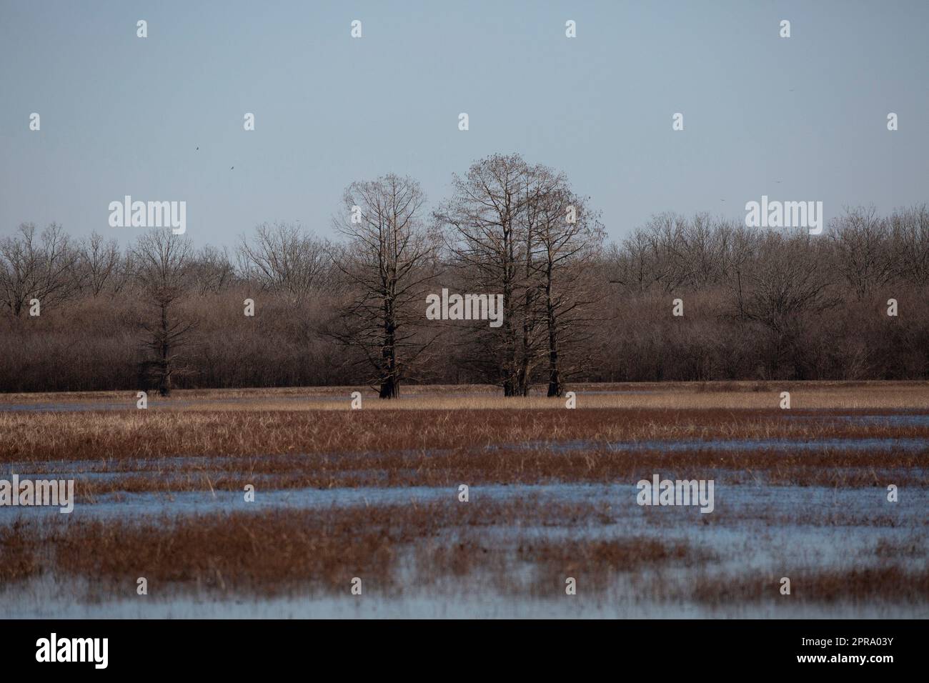 Freins Reed dans l'eau Banque D'Images