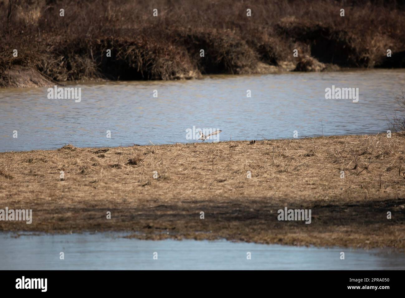 Killdeer envol Banque D'Images