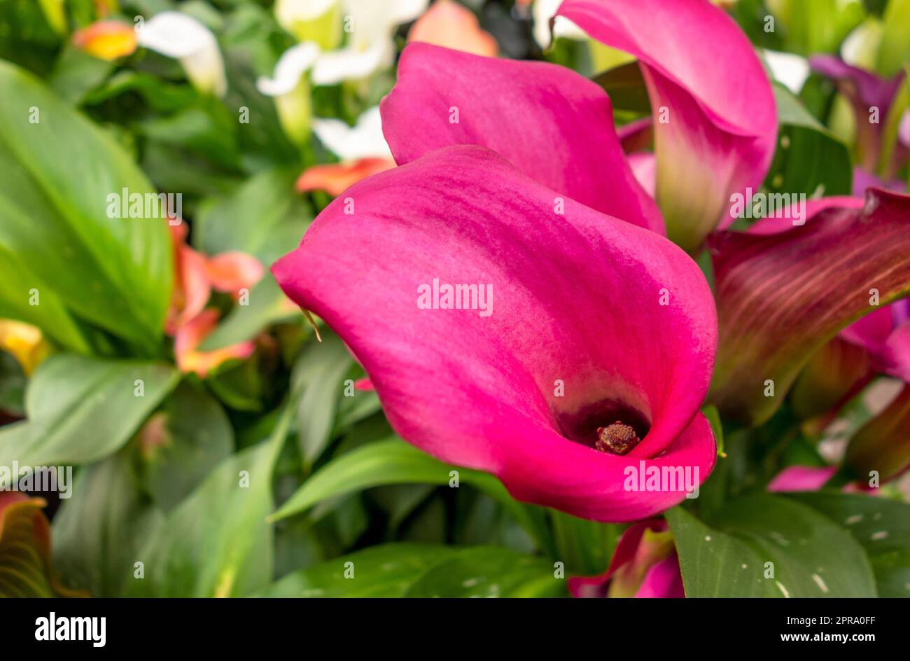 Zantedeschia fleur gros plan Banque D'Images