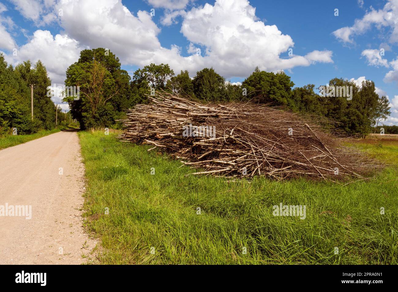 Déchets d'arbres après coupe utilisés pour préparer la biomasse Banque D'Images