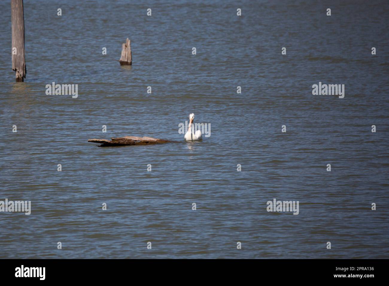 American Pelican natation Banque D'Images