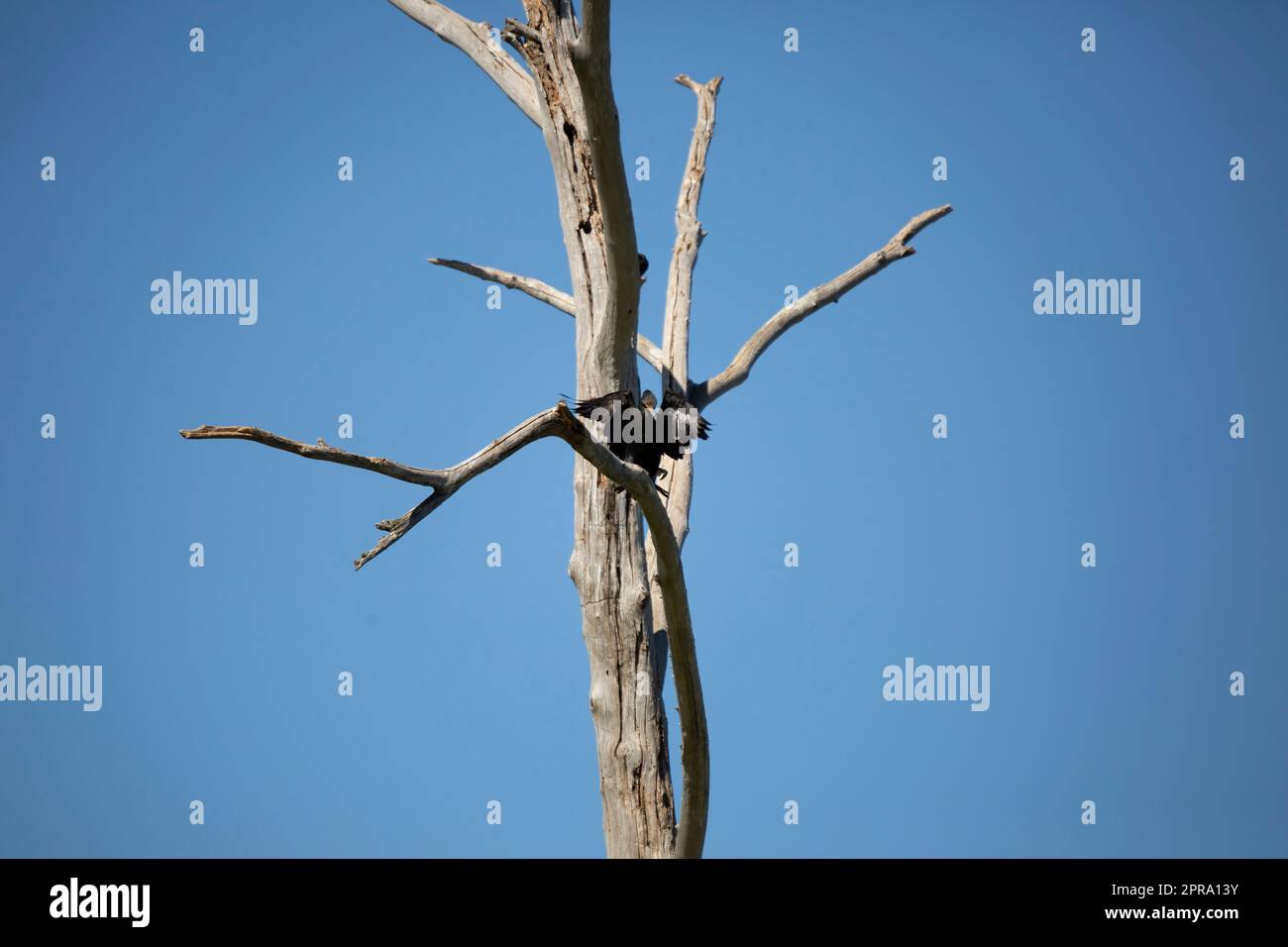 Adulte - Double-Crested Cormorant Landing sur un arbre Banque D'Images