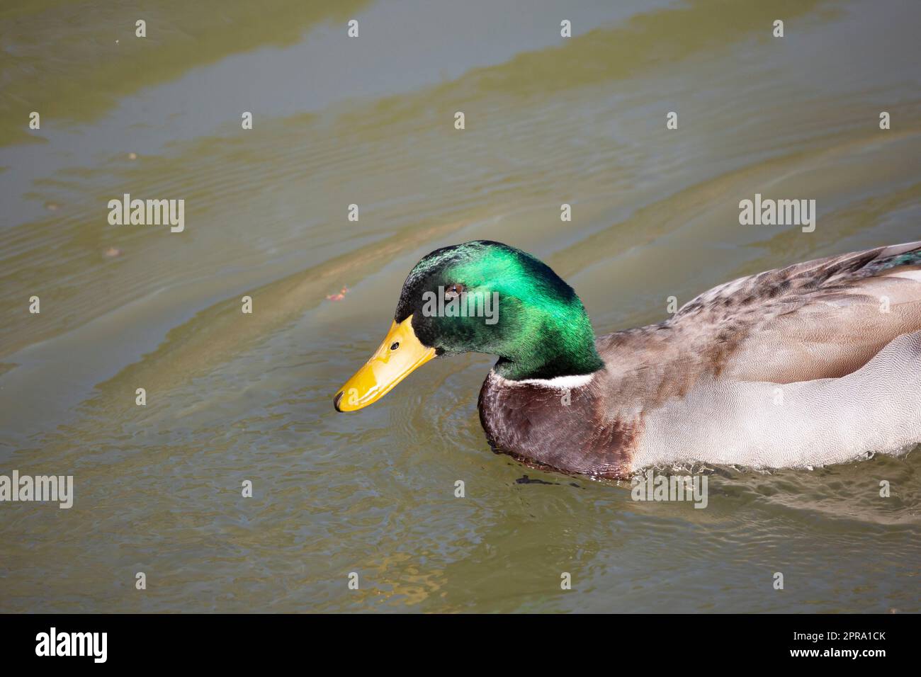 Rouen Drake Duck natation à gauche Banque D'Images