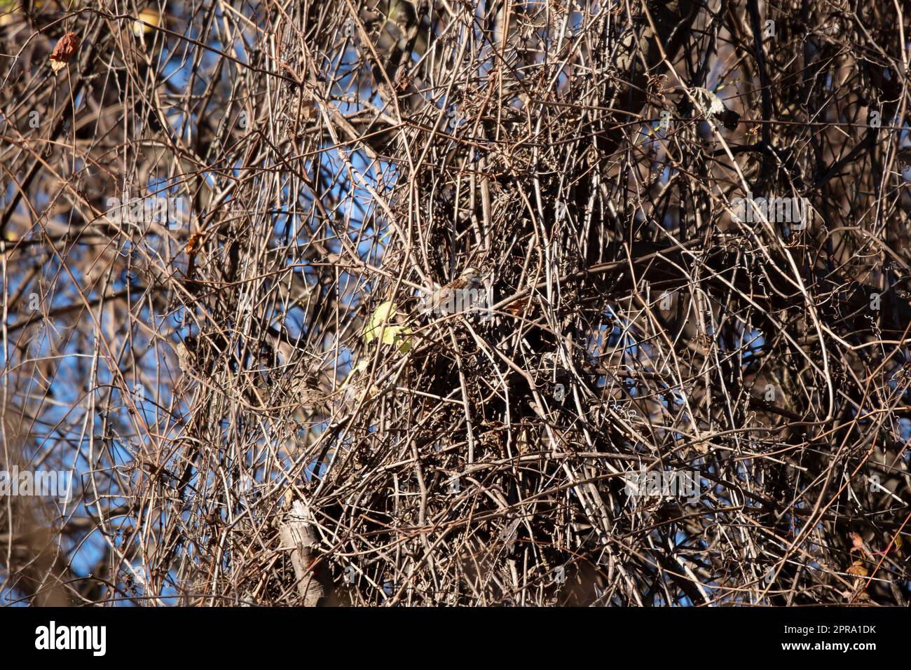 White-Throated Sparrow Banque D'Images