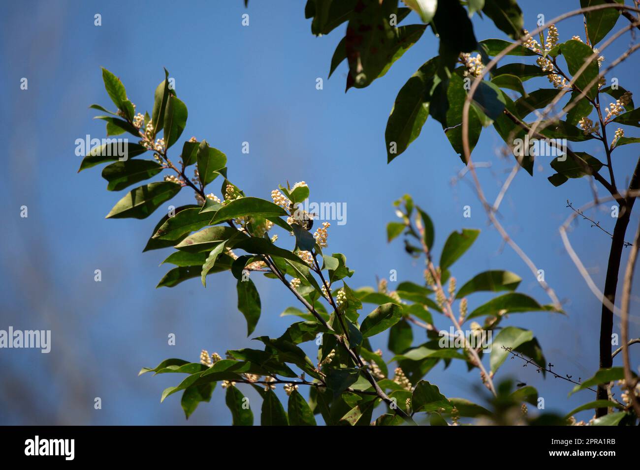 Bumble Bee sur une plante Banque D'Images