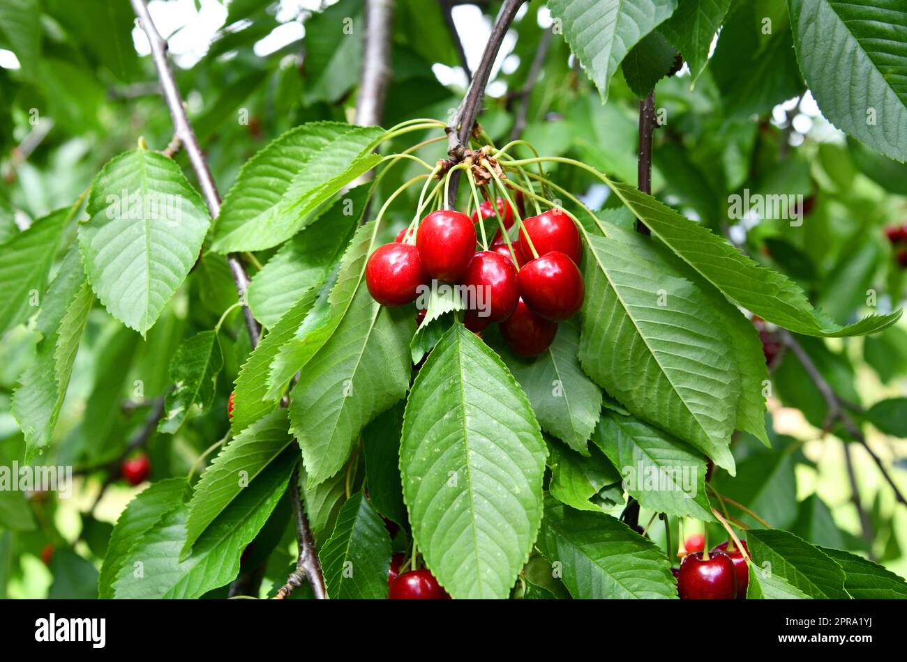 Cerises rouges Banque de photographies et d’images à haute résolution ...